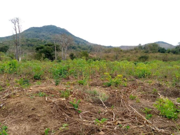 18e892db b832 4886 bfda 620993746bd3 768x576