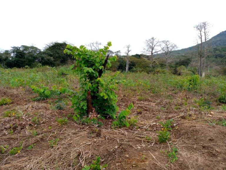 a7b15bab 1d7f 4a1f abc5 0693563e1b50 768x576